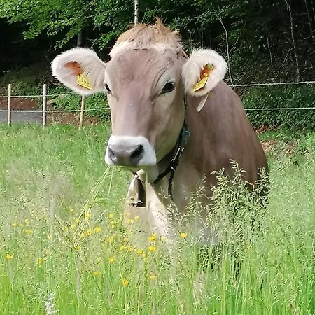 Lägenhet Auf Der Hoeh
